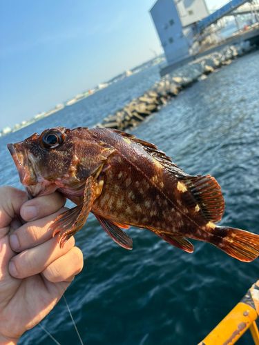 カサゴの釣果