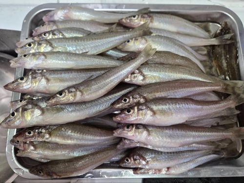 シロギスの釣果