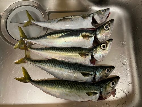 マサバの釣果