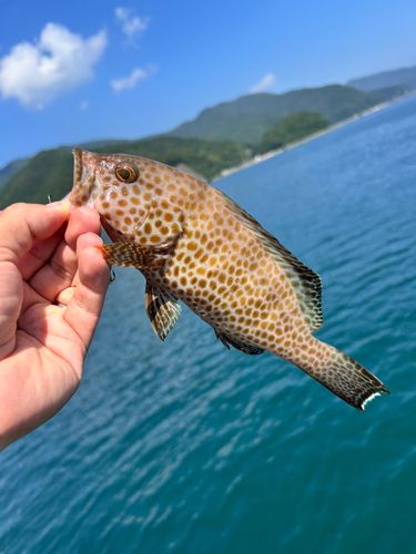 ハタの釣果