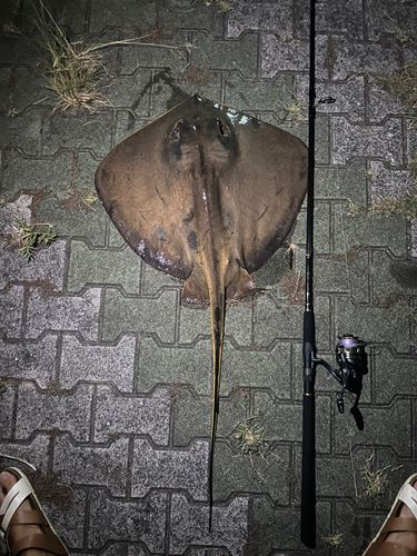 アカエイの釣果