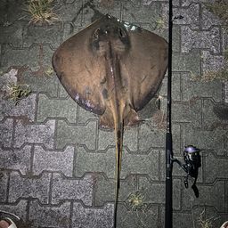 アカエイ