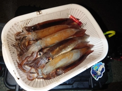 イカの釣果