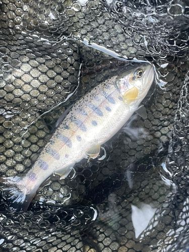 ヤマメの釣果