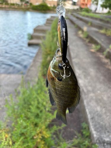 ブルーギルの釣果