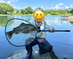 トラウトの釣果