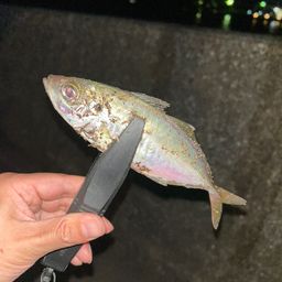 アジ