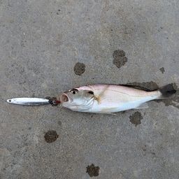 イシモチ