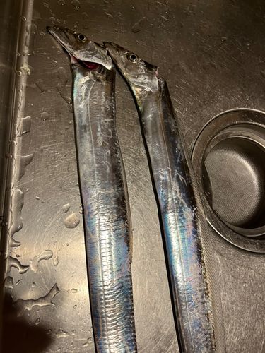 タチウオの釣果
