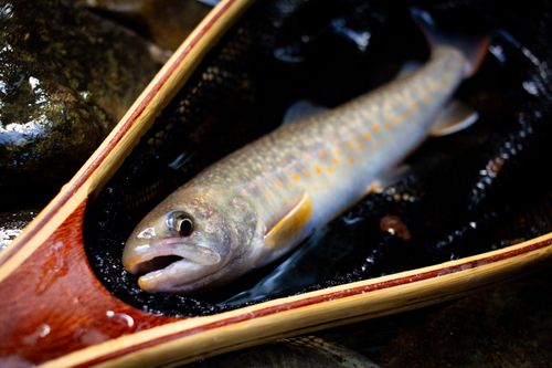 イワナの釣果
