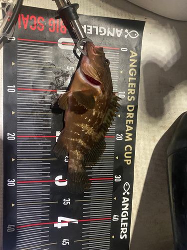 キジハタの釣果