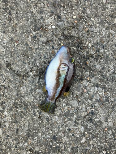 キタマクラの釣果