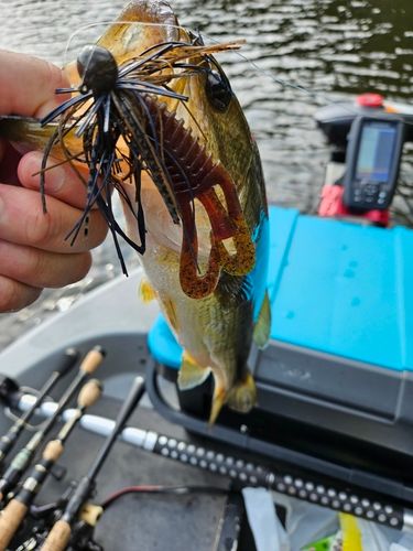 ブラックバスの釣果