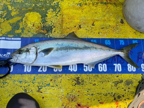 ヒラマサの釣果