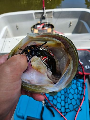 ブラックバスの釣果