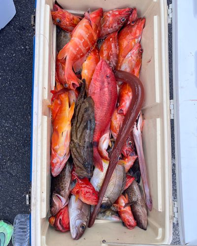 ネイリの釣果