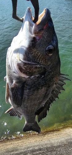 チヌの釣果