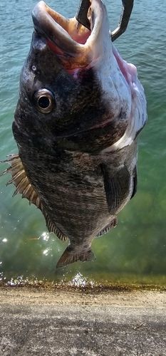 チヌの釣果