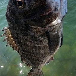 チヌ