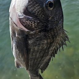 チヌ