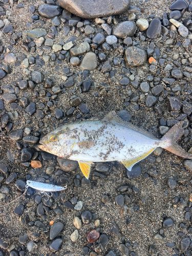 ショゴの釣果