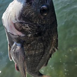 チヌ