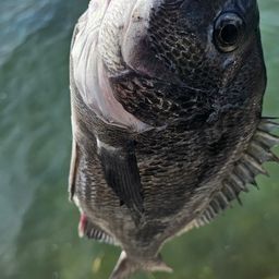 チヌ