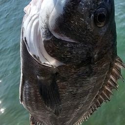 チヌ