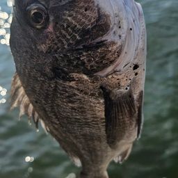チヌ