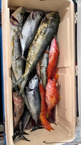 シイラの釣果