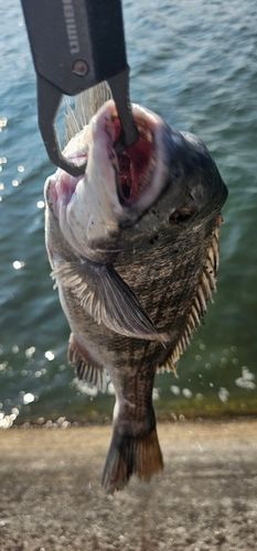 チヌの釣果