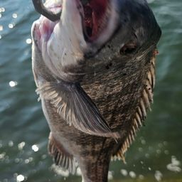 チヌ