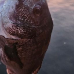 チヌ