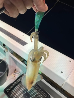 ケンサキイカの釣果