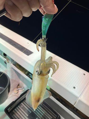 ケンサキイカの釣果