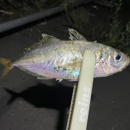 アジ