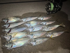 アジの釣果