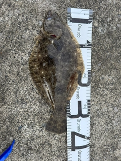 ヒラメの釣果
