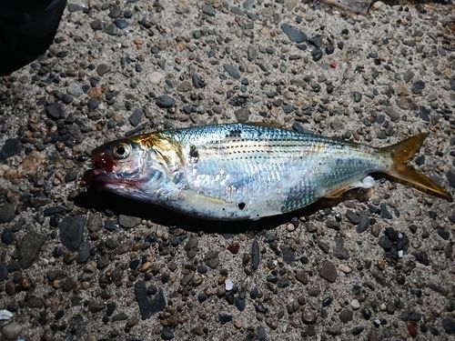 コノシロの釣果