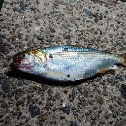 コノシロ