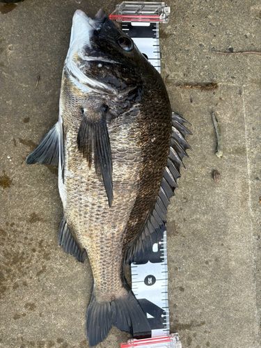 チヌの釣果