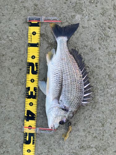 キビレの釣果