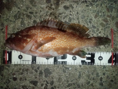 アコウの釣果