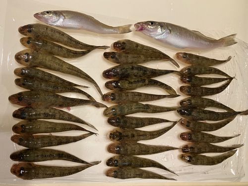 ハゼの釣果