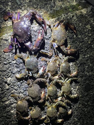 イシガニの釣果