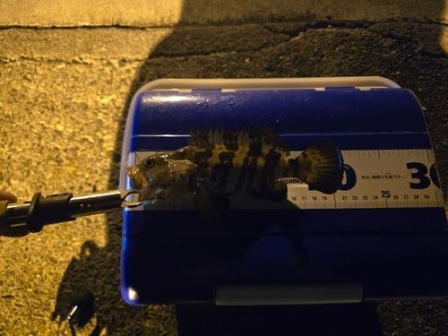 チャイロマルハタの釣果