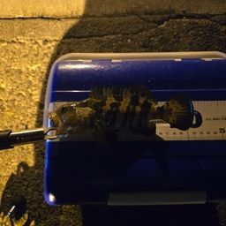 チャイロマルハタ