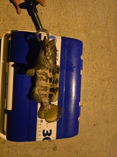 チャイロマルハタの釣果