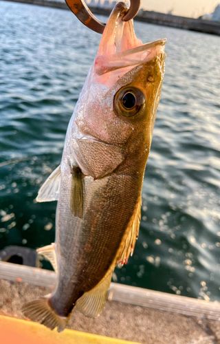 セイゴ（マルスズキ）の釣果