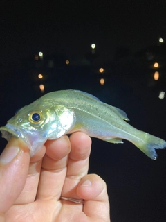テナガエビの釣果